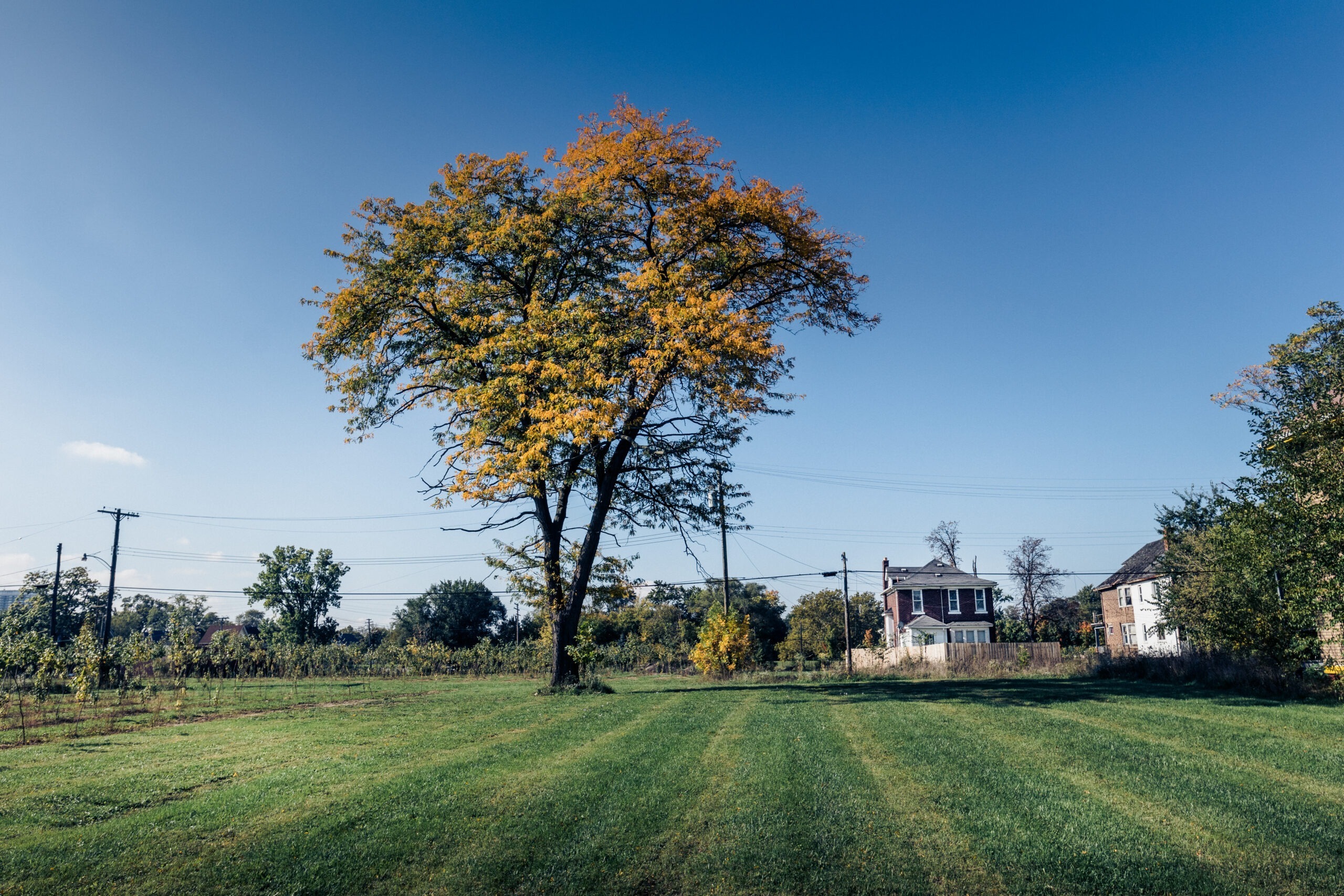 Arbre d’automne seul sur une pelouse, Detroit, Michigan